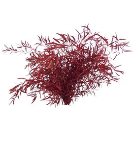Eucaliptus preservado nicholii rojo - EUCNICROJ