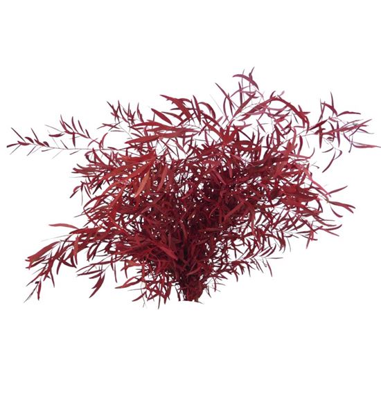 Eucaliptus preservado nicholii rojo - EUCNICROJ