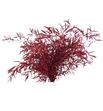 Eucaliptus preservado nicholii rojo - EUCNICROJ