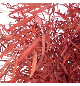 Eucaliptus preservado nicholii rojo - EUCNICROJ