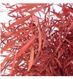 Eucaliptus preservado nicholii rojo - EUCNICROJ1