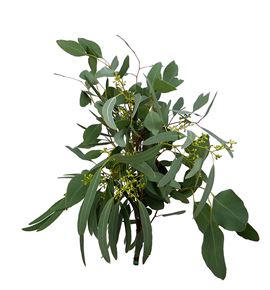 Eucaliptu populus frutos 60 - EUCPOPFRU
