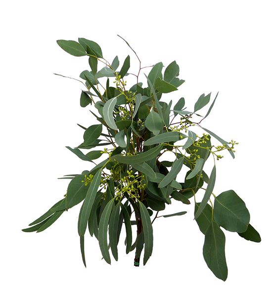 Eucaliptu populus frutos 60 - EUCPOPFRU