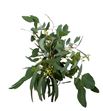 Eucaliptu populus frutos 60 - EUCPOPFRU