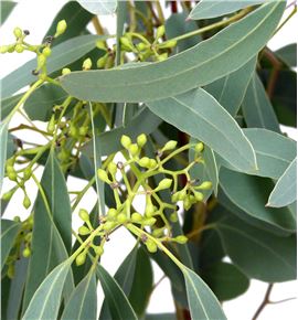 Eucaliptu populus frutos 60 - EUCPOPFRU