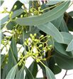 Eucaliptu populus frutos 60 - EUCPOPFRU1
