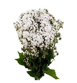 Eupatorium braunlaub 72 - EUPLUCCHA