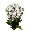 Eupatorium braunlaub 72 - EUPLUCCHA