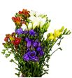 Fresia mixta 50 - FREMIX
