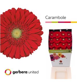 Gerbera carambole 50 x10 - GERCAR5015