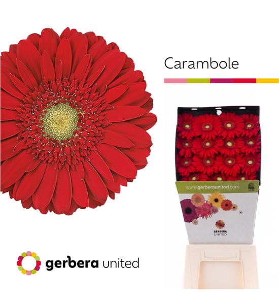 Gerbera carambole 50 x10 - GERCAR5015