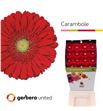 Gerbera carambole 50 x10 - GERCAR5015