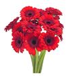 Gerb mini red ruby 50 - GERMREDRUB