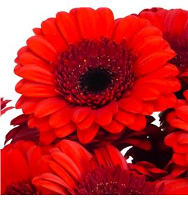 Gerb mini red ruby 50 - GERMREDRUB