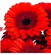 Gerb mini red ruby 50 - GERMREDRUB1