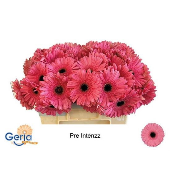Gerbera pre intense 50 x10 - GERPREINT5010