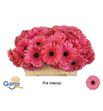 Gerbera pre intense 50 x10 - GERPREINT5010