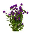 Gomph purple 50 - GOMPUR