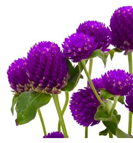 Gomph purple 50 - GOMPUR
