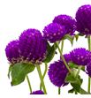 Gomph purple 50 - GOMPUR1