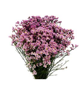 Limonium anouchka diamond 60 - LIMANODIA