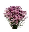 Limonium anouchka diamond 60 - LIMANODIA