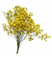 Limonium chino teñido amarillo - LIMCHITENAMA
