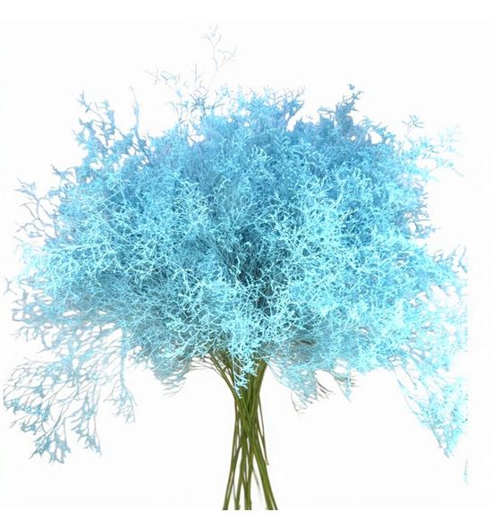 Limonium teñido blue ice 90 - LIMTENBLUICE