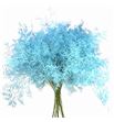 Limonium teñido blue ice 90 - LIMTENBLUICE