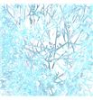 Limonium teñido blue ice 90 - LIMTENBLUICE1