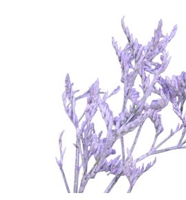 Limonium teñido milka 90 - LIMTENMIL