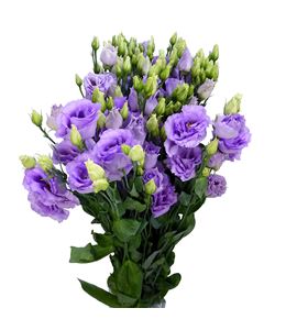 Lisianthus lisanne lavender 75 - LISLISLAV
