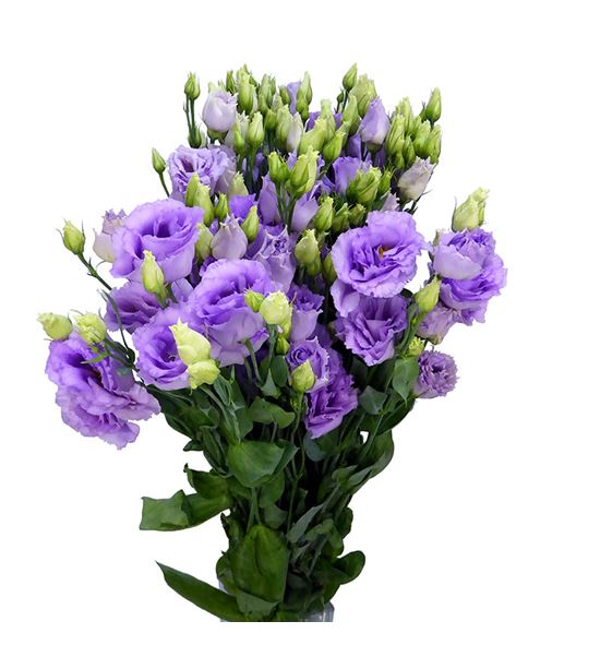 Lisianthus lisanne lavender 75 - LISLISLAV