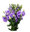 Lisianthus lisanne lavender 75 - LISLISLAV