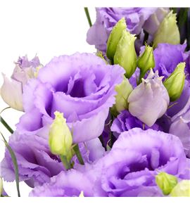 Lisianthus lisanne lavender 75 - LISLISLAV