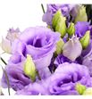 Lisianthus lisanne lavender 75 - LISLISLAV1
