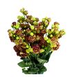 Lisianthus rosanne terracotta 75 - LISROSTER