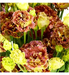 Lisianthus rosanne terracotta 75 - LISROSTER