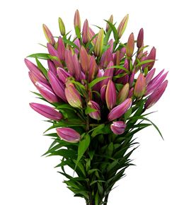Lilium oriental hol dalian 90 - LOHDAL