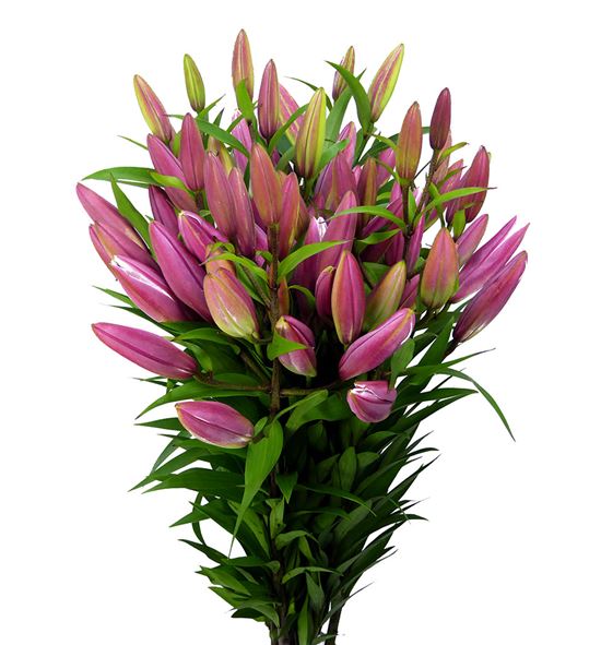 Lilium oriental hol dalian 90 - LOHDAL