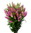 Lilium oriental hol dalian 90 - LOHDAL