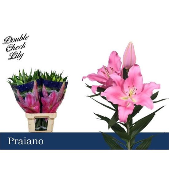 Lili oriental hol praiano 95 - LOHPRA