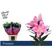 Lili oriental hol praiano 95 - LOHPRA