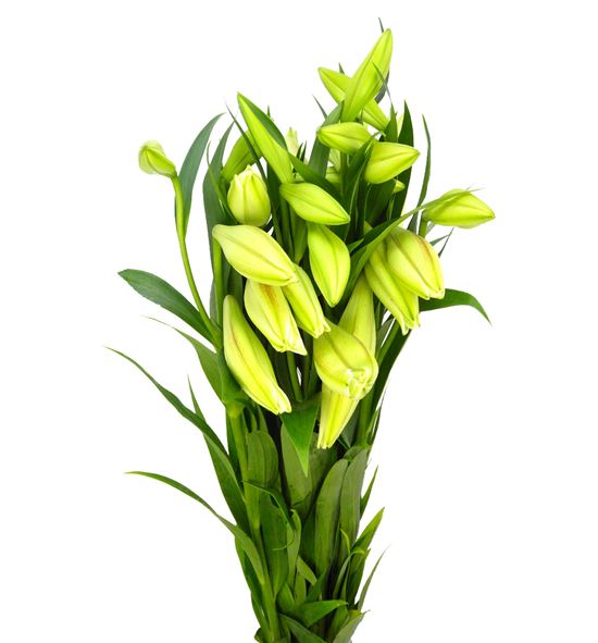 Longiflorum 1flor - LONG
