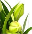 Longiflorum 1flor - LONG2