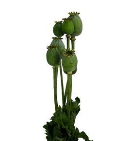 Papaver zaaddozen 65 - PAPSOM