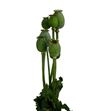 Papaver zaaddozen 65 - PAPSOM