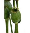 Papaver zaaddozen 65 - PAPSOM2