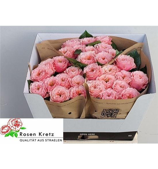 Rosa hol elena 60 - RGRELE