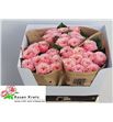 Rosa hol elena 60 - RGRELE